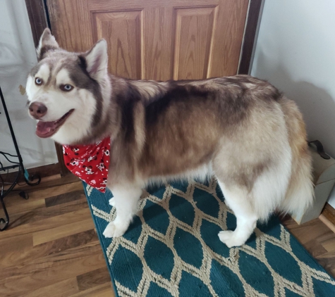 The Groom Room Dog Salon - Harrisburg, PA. Rocky had his deshed today