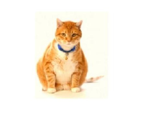 Glenvale Veterinary Clinic