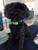 Brisbane Veterinary Specialist Centre (BVSC) - Veterinary Surgeons
