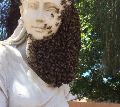 ASAP Bee Removal - Phoenix, AZ. ASAP Bee Removal  602-751-1002