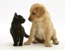 Tamworth Boarding Kennels and Cattery - Cattery