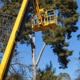 Kingdom Tree Services