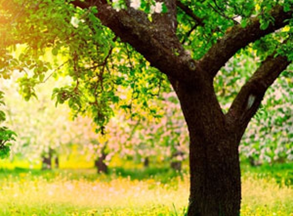 Kingaroy Tree Services - Taabinga, QLD
