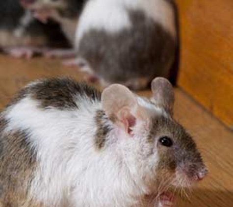 South West Pest Control