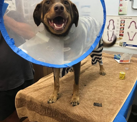 Cronulla Veterinary Clinic - Cronulla, NSW