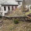 Owen's Tree Expert gallery