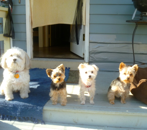 Home Away Dog Boarding - Norfolk, MA