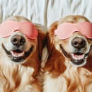 Paws Up Daycare & Boarding - Pet Services