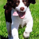 Dog Kidz Country Daycare & Boarding - Pet Boarding & Kennels