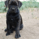 Banner Mountain Cane Corso - Pet Breeders