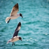 Egmont Key State Park gallery