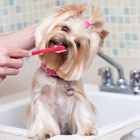 Awash & Groom Pet Services Inc