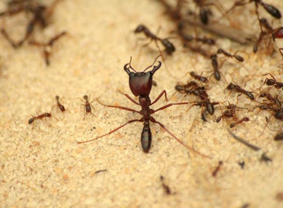 Antibug Pest Management - Castle Hill, NSW