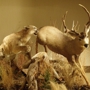 A Lasting Memory Taxidermy