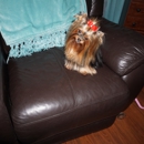 Priceless Yorkie Puppy - Pet Breeders