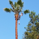 Forest Tree Services - Arborists