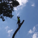 CS Tree Care - Tree Service