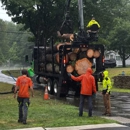 Top Notch Tree, Inc. - Tree Service