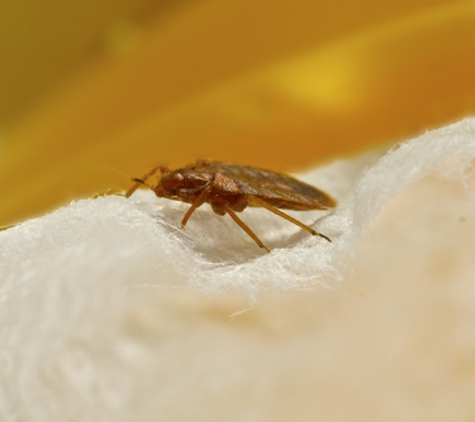 Bed Bug Free - Solon, OH