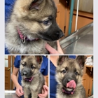 Southside Animal Hospital