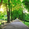 Shearer Tree Service gallery