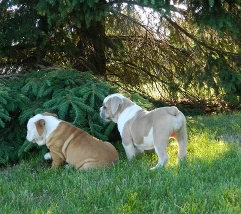 IAbulldogs - Garner, IA