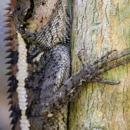 Ramirez Wildlife Removal - Pest Control Services