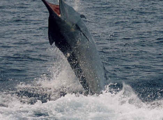 Deep Water Charter - Cape Canaveral, FL