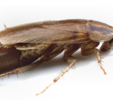 BP Homecare Pest Control - North Perth, WA. Cockroaches