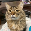 Morningstar Animal Hospital gallery