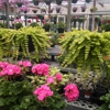 Mike's Country Market & Greenhouses gallery