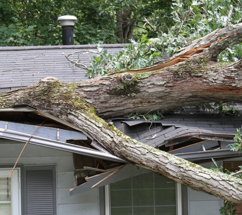 Long Island Tree Service - Holbrook, NY