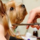 Pampered Pups Dog Grooming