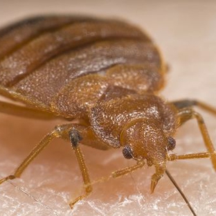 Brown Reclusinator/Bed Buginator Pest Control - Wichita, KS