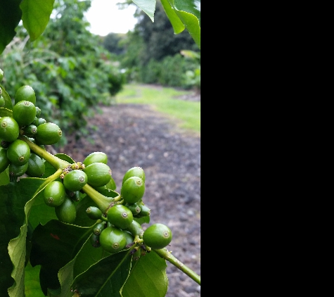 KTL Kona Coffee Farm - Royal Islander Coffee - Captain Cook, HI