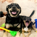 VCA Southwest Freeway Animal Hospital - Veterinarians