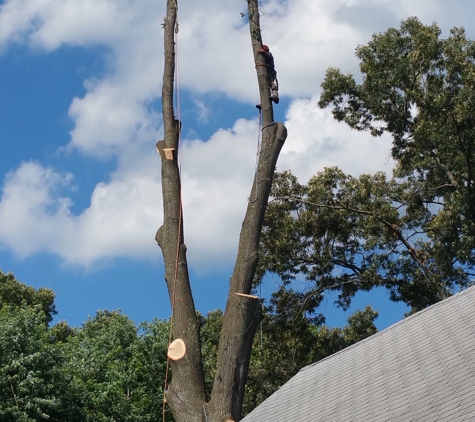 Recinos Tree Service - Edgewater, MD