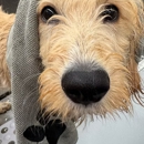 DapperTails Mobile Pet Grooming of Tampa Bay - Pet Grooming