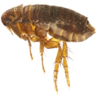 MiteBuster BedBug & Pest Control
