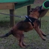 MBP Belgian Malinois gallery