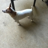SPCA of East Texas gallery