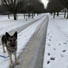 Kindred Spirits Dog Training