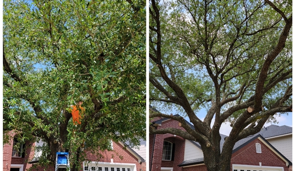 Texas Tree Care - Spring, TX. Tree Trimming done by Texas Tree Care tree service Spring, Texas