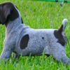 Crosspoint Kennel gallery