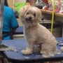 Mon Ami Dog Grooming