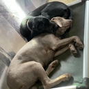 Playtime Pet Resort - Pet Services