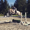 Spot On Sporthorses gallery