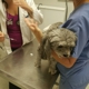 Spring Valley Animal Hospital