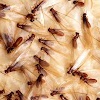 Total Termite & Pest Control gallery