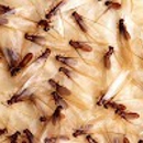 Total Termite & Pest Control - Pest Control Services